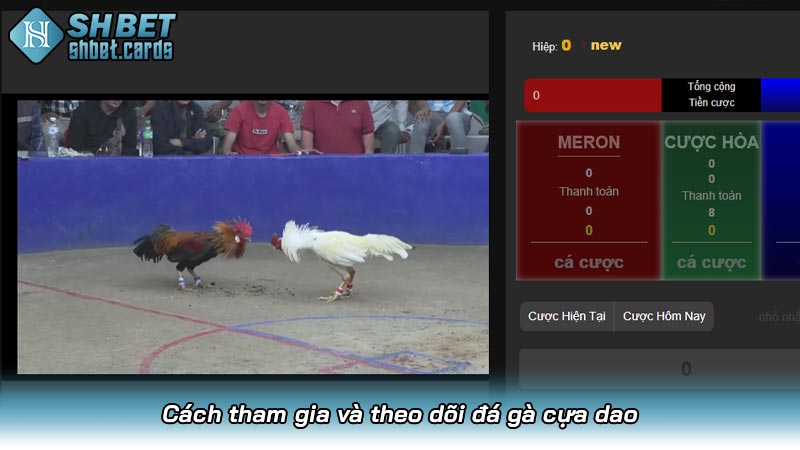 Đá gà cựa dao: Môn thể thao gây tranh cãi của văn hóa Châu Á | Hình số 5 Cách tham gia và theo dõi đá gà cựa dao