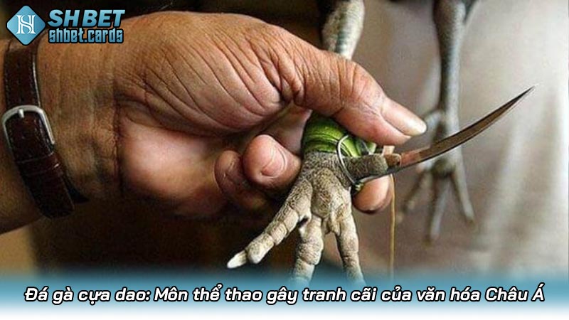 Đá gà cựa dao: Môn thể thao gây tranh cãi của văn hóa Châu Á