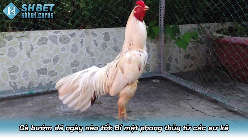 Gà bướm đá ngày nào tốt? Bí mật phong thủy từ các sư kê