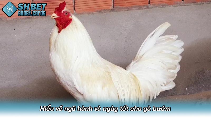 Gà bướm đá ngày nào tốt? Bí mật phong thủy từ các sư kê | Hình số 4 Hiểu về ngũ hành và ngày tốt cho gà bướm