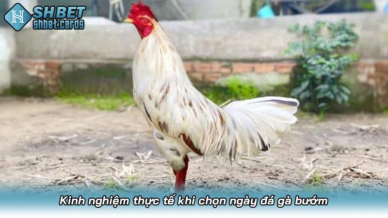 Gà bướm đá ngày nào tốt? Bí mật phong thủy từ các sư kê | Hình số 5 Kinh nghiệm thực tế khi chọn ngày đá gà bướm