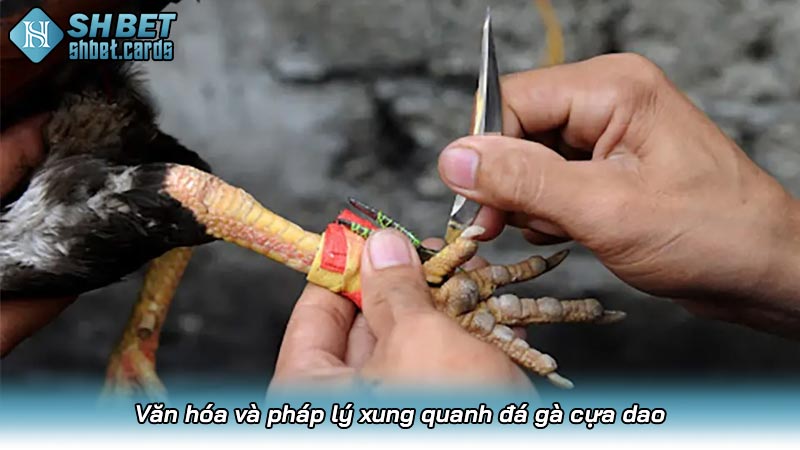 Đá gà cựa dao: Môn thể thao gây tranh cãi của văn hóa Châu Á | Hình số 4 Văn hóa và pháp lý xung quanh đá gà cựa dao