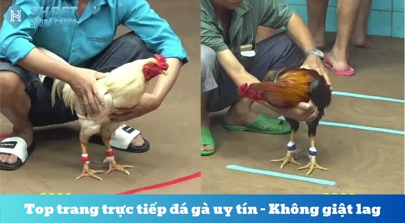 Top trang trực tiếp đá gà uy tín – Không giật lag