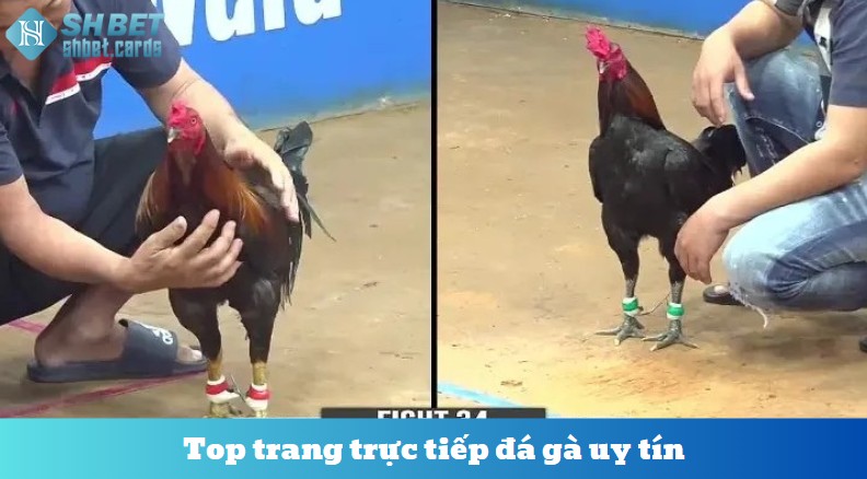 Top trang trực tiếp đá gà uy tín, không giật lag đáng xem nhất